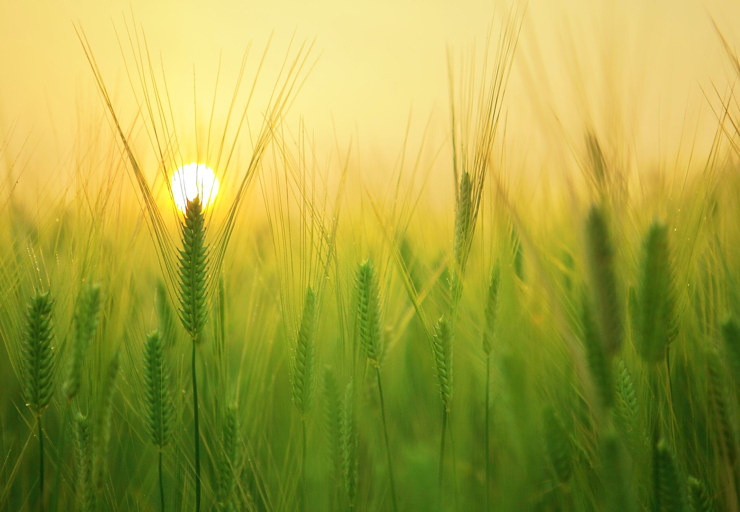 field of wheat